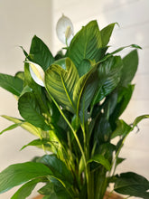 Load image into Gallery viewer, The Peace Lily
