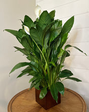 Load image into Gallery viewer, The Peace Lily
