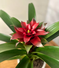 Load image into Gallery viewer, The Bromeliad
