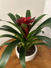 Load image into Gallery viewer, The Bromeliad

