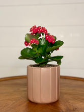Load image into Gallery viewer, The Kalanchoe
