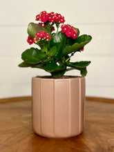 Load image into Gallery viewer, The Kalanchoe
