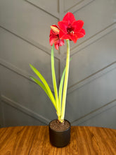 Load image into Gallery viewer, The Amaryllis
