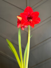 Load image into Gallery viewer, The Amaryllis
