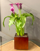 Load image into Gallery viewer, The Calla Lily (Purple)
